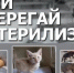 Информация о проведении процедуры ОСВВ (отлов-стерилизация-вакцинация-выпуск) на территории Смоленской области - Десногорская газета